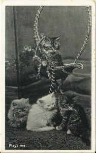 Vintage photograph of kittens1908