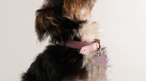 Dog with a pink collar