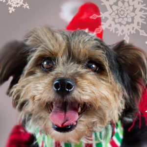 Christmas Greeting Card with a Dog