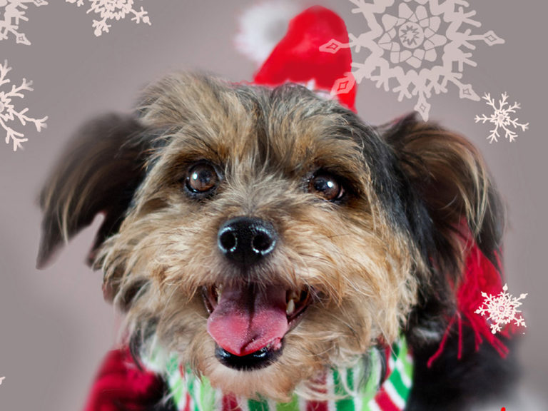 Christmas Greeting Card with a Dog