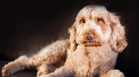 Photography Portrait of a Dog Cockapoo